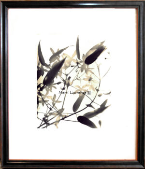 Clematis Armandii 1 by Merri Lawrence Framed