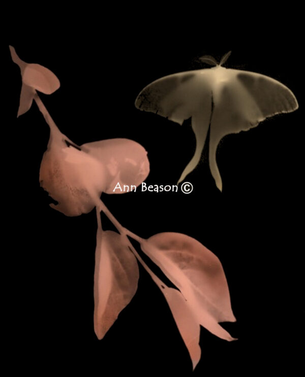 Lunar Moth and Persimmon by Ann Beason