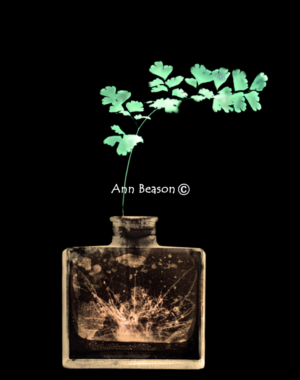 Maidenhair Fern in Amber Bottle by Ann Beason