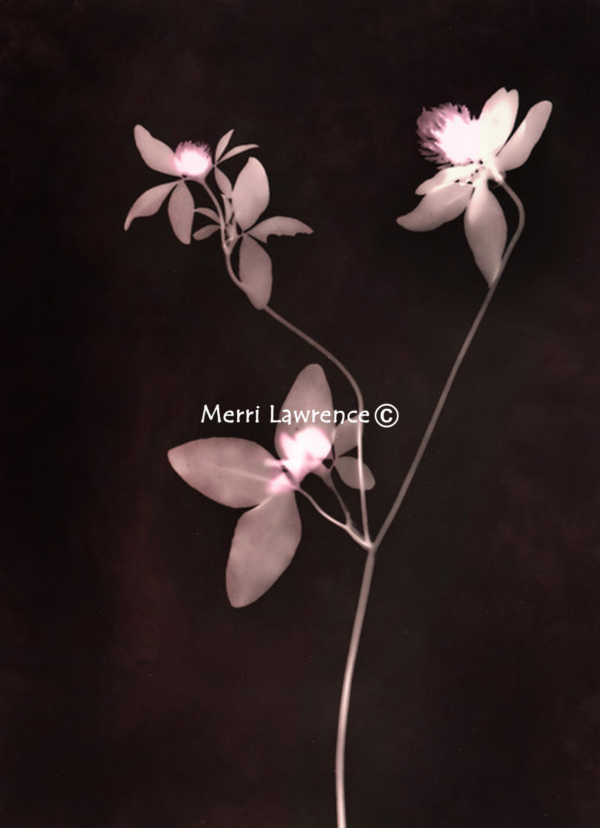 Single Red Clover by Merri Lawrence