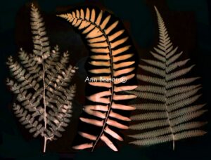 Three Ferns in Color by Ann Beason