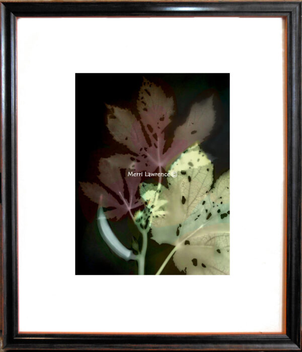 Okra by Merri Lawrence framed
