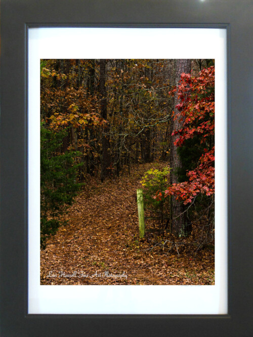 Into the Woods by Lori Harrell framed