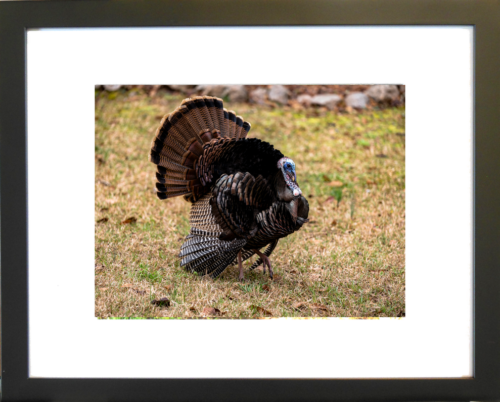 Jafar by Lori Harrell framed