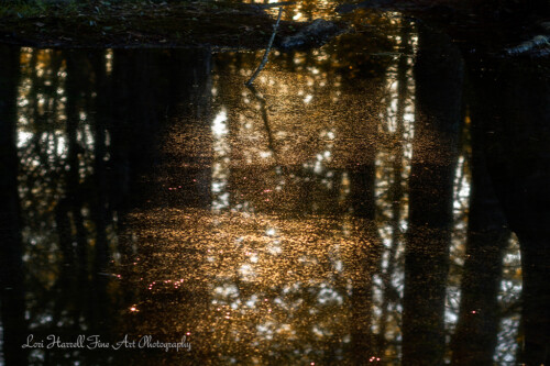 That Place Between Sleep and Awake by Lori Harrell