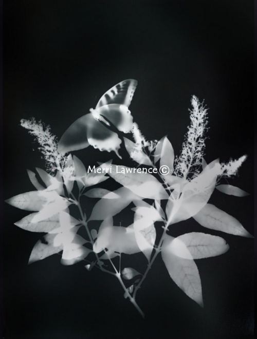 Butterfly Bush with Swallowtail by Merri Lawrence