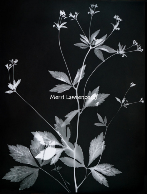 Canadian Black Snakeroot by Merri Lawrence