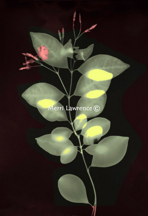 Confederate Jasmine by Merri Lawrence