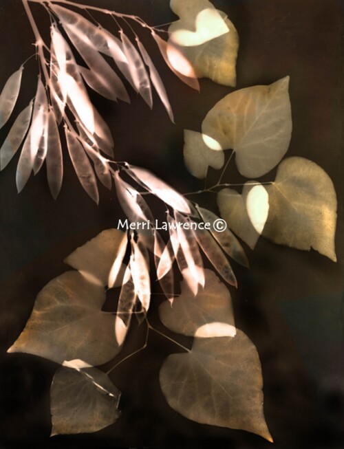 Red Bud Tree by Merri Lawrence